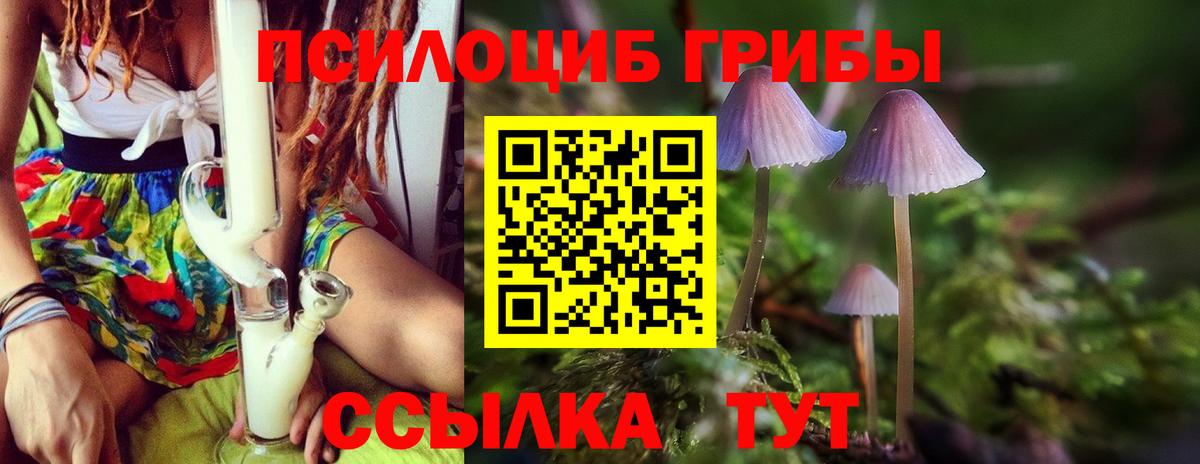 Псилоцибиновые грибы Cubensis Ачинск